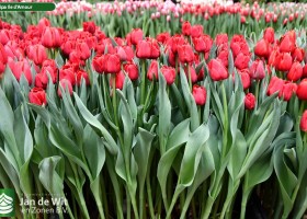 Tulipa Ile d'Amour (1)